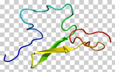 sistema complementario complemento componente 1r complemento componente 1s complemento componente 4 complemento componente 3, hoja, texto, inmunidad png