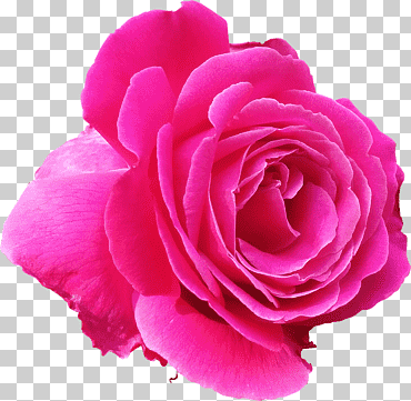 flor magenta .xchng rosa rosa, una rosas púrpura, púrpura, planta herbácea, floribunda png