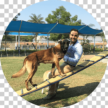 perro raza malinois perro pastor alemán hotel canino reyes belga pastor, césar, perro como mamífero, raza canina, hierba png