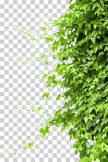 enredadera, árboles frondosos, árbol de la vida, arboles png