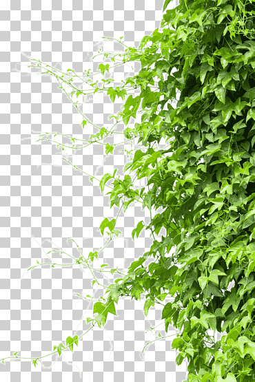 planta de hoja verde, rama de árbol de vid, enredadera, hoja, rama, hierba png