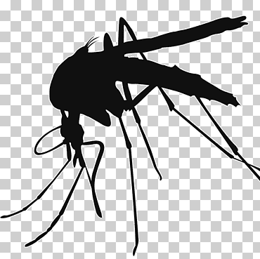 mosquito negro, control de mosquitos, mosquito, monocromo, insectos, verano png