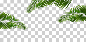 textura de frontera de hojas de coco verde, verde, Cocoteros, hoja png