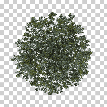 Ilustración de una planta con hojas verdes, ramificación de hojas de arbustos, vista superior del árbol, rama, hierba, planta png