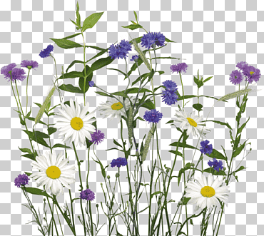 flores de jardín flores silvestres, flor, púrpura, hierba, tallo de la planta png
