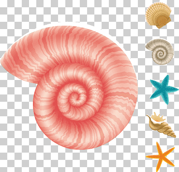 caracoles criaturas marinas animales acuáticos mar caracol submarino, concha, criatura legendaria, espiral, feliz cumpleaños vector imágenes png