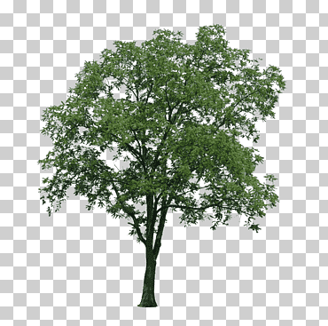 árbol de hojas verdes, arquitectura del árbol populus nigra, arbol, rama, paisaje, representación arquitectónica png