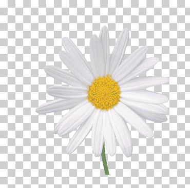 Flor de manzanilla, crisantemo blanco., blanco, blanco negro, girasol png