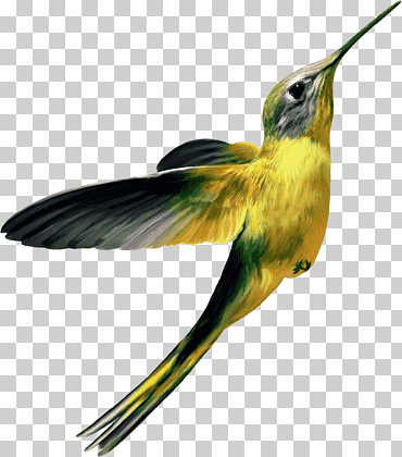 colibrí amarillo, colibrí, animales, fauna, fauna silvestre png