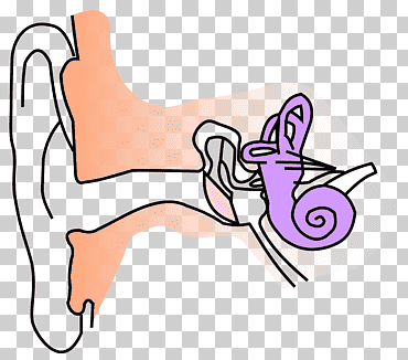 otitis externa oreja anatomía canal auditivo oído externo, oído, ángulo, mano, gente png