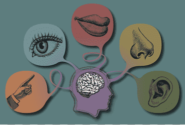 Cerebro humano, el mundo de los cinco sentidos, percepción visual, 5 sentidos., olor, comprensión, estímulo png