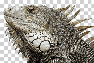 iguana verde reptil lagarto rinoceronte iguana escritorio, iguana, animales, mascota, reptil a escala png