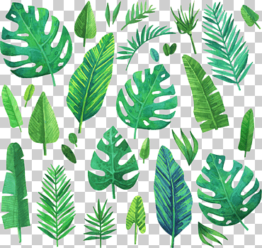 Hoja de acuarela, plantas coníferas de acuarela verde, ilustración de hojas surtidas, hojas de acuarela, tallo de la planta, hierba png