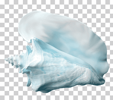 caracol shankha concha mandíbula turquesa, concha, por el mar, apuntalar, cáscara png