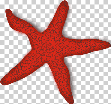 estrella roja, estrella de mar, estrella de mar s, animales, presentación, animal png