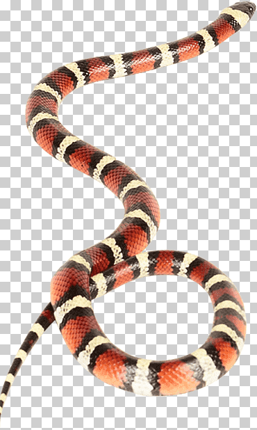 serpiente venenosa serpientes serpiente de cascabel serpiente de cascabel, animales, vertebrado, reptil a escala png