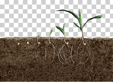 tierra suelo terreno planta rizoma, suelo planta perfil, hierba, plantas, fronteras de plantas png