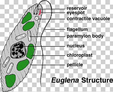 euglena celular protista diatomea algas, planta, ángulo, texto, célula png