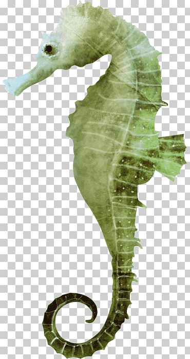 Caballito de mar, fondo de vida marina, Fondo de escritorio, pez, organismo png