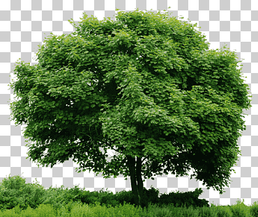 mirar árboles, árbol en, árbol verde ilustración, rama, hierba, pegatina png