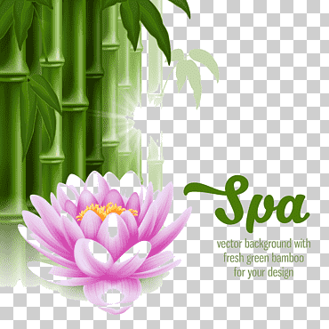 anuncio de spa, masaje con piedras de spa, hace hl bambú, texto, fotografía, hojas de bambú png