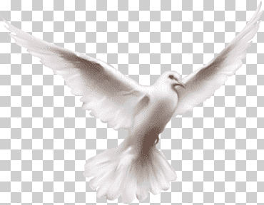 fruto del espíritu santo religión sermón, cristianismo, pájaro, religión png