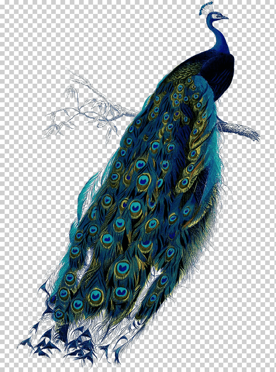 1,500+ Drawing Of The White Peacock Stock Illustrations, Royalty-Free  Vector Graphics & Clip Art - iStock