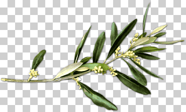 rama de olivo petición simbolos de paz, oliva, pintura de acuarela, aceituna, rama png