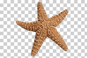 El lanzador de estrellas en la orilla de las estrellas de mar stock photography Mar, estrellas de mar, animales, Oceano, Reino libre png