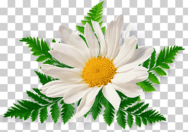 manzanilla camomila, formatos de archivo de imagen, presentación, flor png