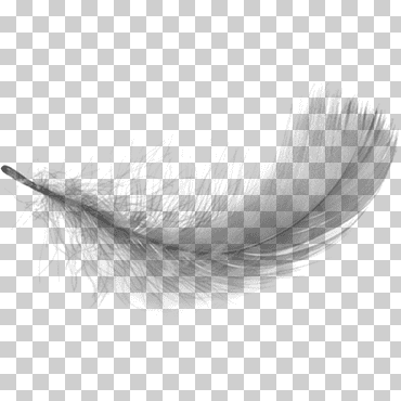 pluma blanca, plumas blancas cayendo, blanco, gente, pluma de pavo real png