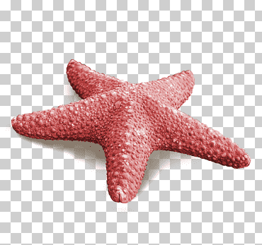 estrella de mar callopatiria granifera rojo, estrella de mar roja, playa, animales, Mariscos png