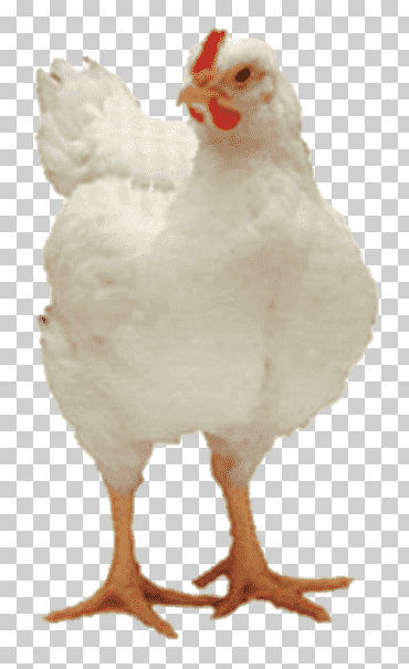 gallina pollo asador appenzeller pollo andaluz delaware, granja de pollos, comida, pollo, galliformes png