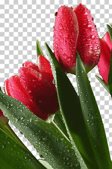 tulipán samsung galaxy note ii, james drops tulipanes, planta herbácea, soltar, tallo de la planta png
