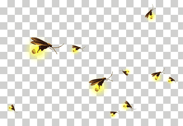 luciérnagas, material de fondo de luciérnagas, material png, animales, triángulo png
