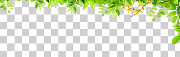 borde verde, diseño gráfico patrón verde, borde hojas verdes, frontera, hojas de acuarela, hoja png