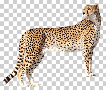 leopardo, guepardo felidoe, guepardo, mamífero, gato como mamífero, animales png