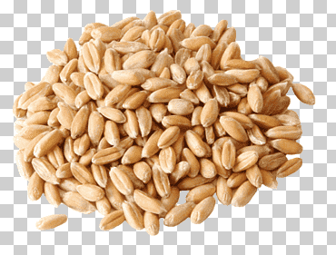 pasta de espelta harina harina de trigo blando semilla, comida, receta, nutrición png
