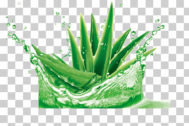 hd aloe vera, verde, planta, rociador de agua png