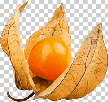 perejil molido chino linterna nighthade grosella nativa, salam ramadan, alimentos naturales, comida, tomate png