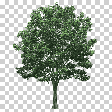 Representación arquitectónica del árbol arquitectura del paisaje, árbol, hoja, rama, bosque png
