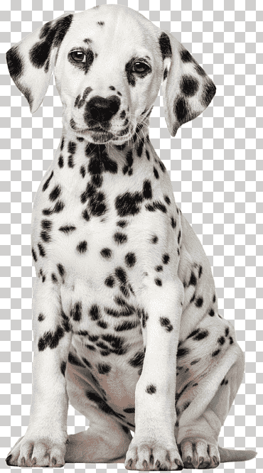 perro dálmata cachorro mascota labrador retriever, perro blanco, mamífero, animales, carnivoran png