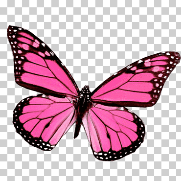 Insecto mariposa monarca, color mariposa, mariposa patas de pincel, insectos, color png