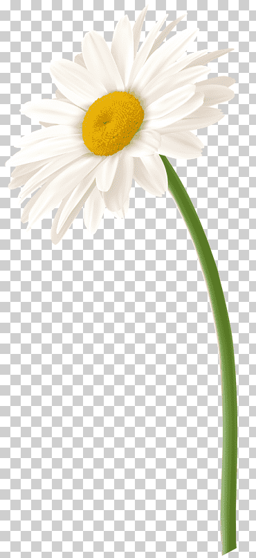 Margarita de ojos de buey, flor de manzanilla romana Margarita de ojo de buey Margarita de la familia Margarita de Transvaal, manzanilla, tallo de la planta, manzanilla, argyranthemum frutescens png