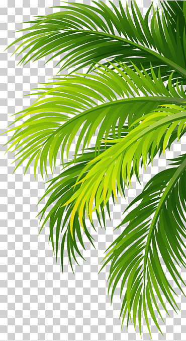 pegatina de la palmera verde, planta de filtro de aire de coco agua, hojas, hojas de acuarela, hoja, rama png