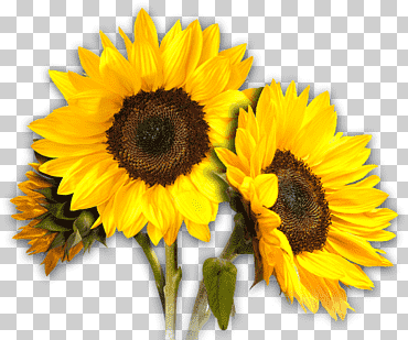 girasoles, girasol común, girasoles, girasol, semilla de girasol, flor png