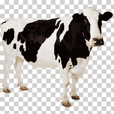 Vaca blanca y negra, holstein frisona ganado vaca aurochs escritorio, vaca, animales, familia de cabras de vaca, Resolución 4k png
