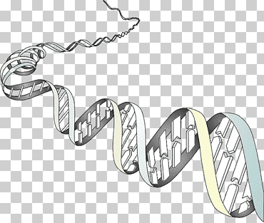 Genética organismo celular fenotipo cromosoma, genetica., texto, biología, célula png