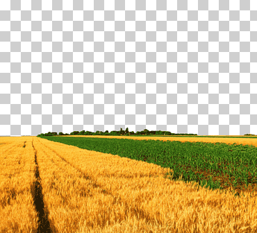 maíz de trigo de cultivo, vistas de campo, paisaje, natural, cosecha png