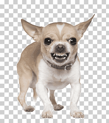 Pit Bull Agresión en perros., diverso, carnivoran, perro de juguete png